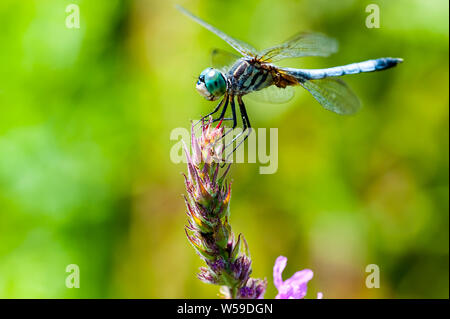 Closeup macro shot of Blue Darner dragonfly holding onto a plant in a Great Meadows National Park. Stock Photo