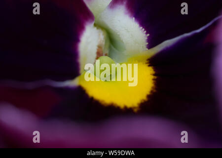 Viola Wild Pansies in Alaska Stock Photo