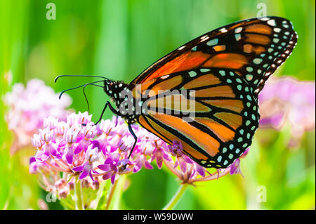 Closeup, macro shot, side-view of a Monarch butterfly collecting pollen from pink flowers. Stock Photo