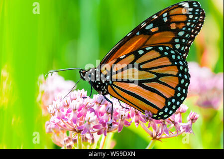 Closeup, macro shot, side-view of a Monarch butterfly collecting pollen from pink flowers.