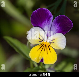 Viola Wild Pansies in Alaska Stock Photo