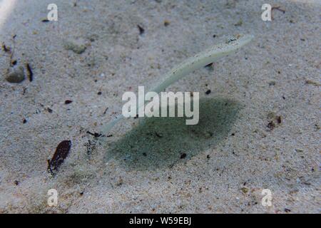 A startled Eyed Flounder (Bothus ocellatus) takes off in the shallows, Meads Bay, Anguilla. Stock Photo