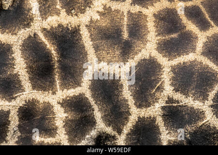 Giraffe camouflage fur pattern close-up abstract safari theme metaphore Stock Photo