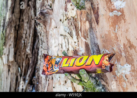 Lion chocolate bar manufactured by Nestle Stock Photo