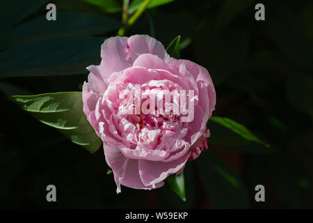 Peony Flower Closeup in Alaska Stock Photo
