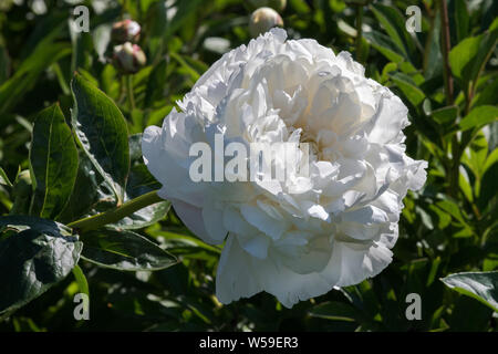 Peony Flower Closeup in Alaska Stock Photo