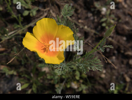 Wild California poppy Stock Photo