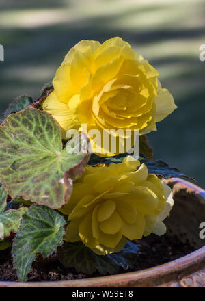 Yellow Begonia Flowers Stock Photo