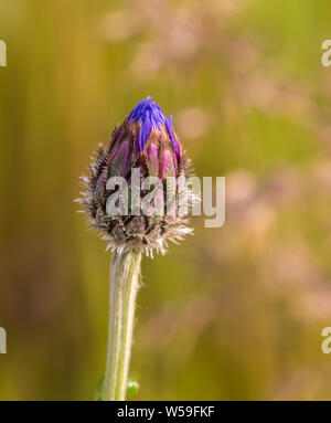 Lupine Wildflower Bud in Alaska Stock Photo