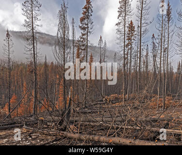 Forest Fire Snags in Kootenay National Park, British Columbia, Canada ...