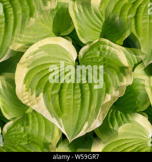 seamless big green leaves in garden close-up pattern. texture, natural. Stock Photo