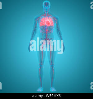 Human Circulatory System with Heart Anatomy Stock Photo