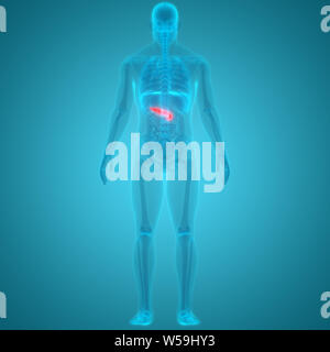 Human Internal Organs Pancreas Anatomy Stock Photo