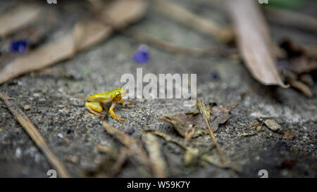 Tiny baby frog rest on edge of pond. Asian Taipei Hyla Chinensis tadpole is sitting, just metamorphosed. A little Chinese green tree toad stay on leaf Stock Photo
