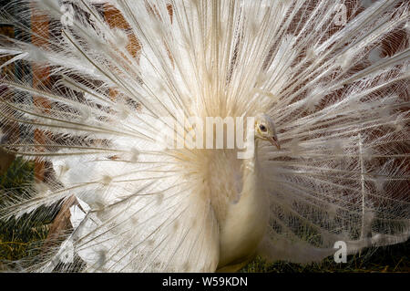 White Peacock Open Tail Close-up. Peacock Albino. Black And White Background. Portrait of a white peacock, with open feathers, performing the bridal d Stock Photo