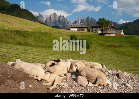 20.06.2019, St. Magdalena, Villnoess, Trentino-Alto, South Tyrol, Italy, Europe - Flock of sheep in the Nature Park of the Villnoess Valley. Stock Photo
