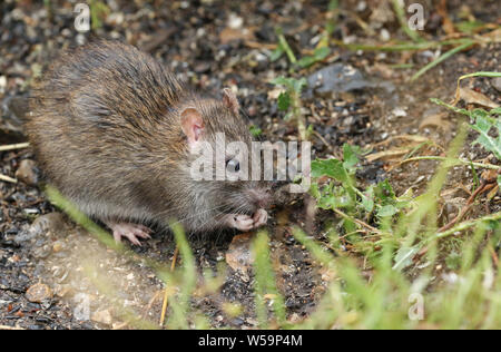 A wild Brown Rat, Rattus norvegicus, eating seads on the ground at the edge of a lake. Stock Photo