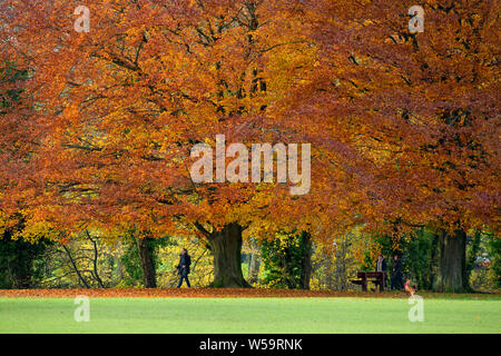 People walking under enormous, spreading beech trees displaying vivid autumn colours - scenic Ilkley Park, Ilkley, West Yorkshire, England, UK.