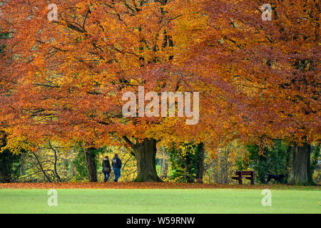 Couple walking dog under enormous, spreading beech trees displaying vivid autumn colours - scenic Ilkley Park, Ilkley, West Yorkshire, England, UK.