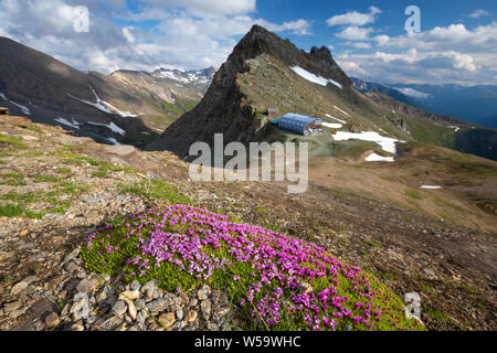 Silene acaulis alpine plant. Glocknergruppe. Stüdlhütte alpine refuge. Fanotkogel peak. Austrian Alps. Europe. Stock Photo