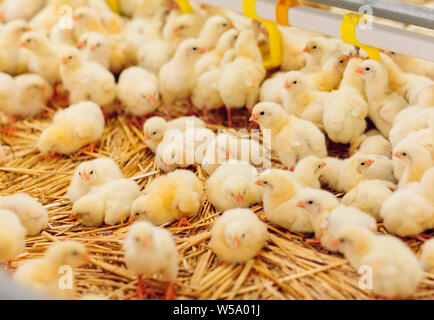 Indoors chicken farm, chicken feeding, farm for growing broiler chickens Stock Photo