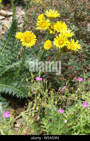 Helminthotheca echioide,  bristly oxtongue Stock Photo