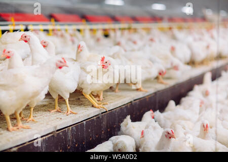 Indoors chicken farm, chicken feeding, farm for growing broiler chickens Stock Photo