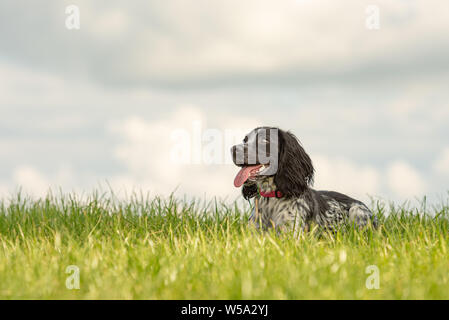 Young proud english springer spaniel hound is lying in the grass in a green meadow Stock Photo