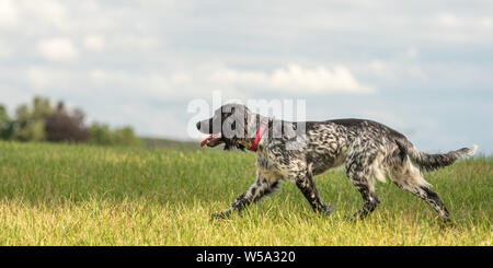 Young proud english springer spaniel hunting dog on a meadow Stock Photo