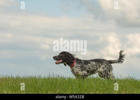 Young proud english springer hound spaniel is standing in the grass in a green meadow Stock Photo