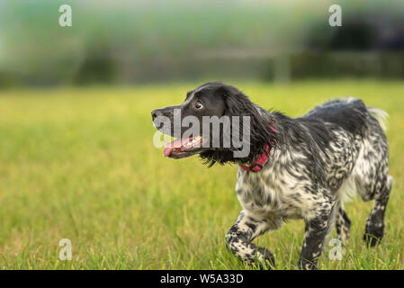 Young proud english springer spaniel hunting dog on a meadow Stock Photo