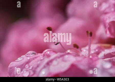 Pink flowers of Azalea, little bush with a spectacular blossoming Stock Photo