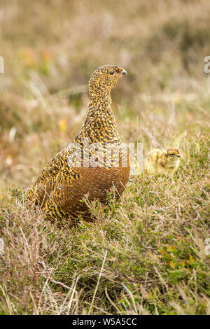 Red Grouse (Scientific name: Lagopus lagopus) Female red grouse looking alert on grouse moor, facing right, with small chick foraging in the heather Stock Photo