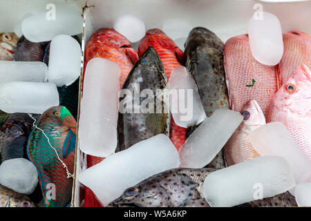 Fresh Seafood Displayed Outside A Beachfront Restaurant, Alona Beach, Bohol, The Philippines Stock Photo