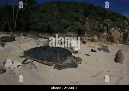 July 16, 2019, Anambas Islands, Riau Islands, Indonesia: ANAMBAS ISLANDS, INDONESIA - JULY 18 : The sight of the green sea turtle (Chelonia mydas) laying eggs in their natural habitat on Sunggak Island, part of the Anambas Islands in Indonesia. Every day hundreds of sea turtles ride their eggs on the Anambas Islands, the number of uninhabited islands with maintained natural conditions makes the Anambas Islands very important for sea turtles conservation. The Anambas Islands, which are located in South China Sea, have become one of the sea turtle crossings and the busiest merchant ship includes Stock Photo