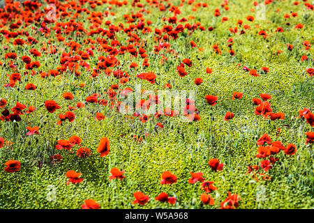 A patch of red poppies (Papaver rhoeas) in a field in the summer countryside in Oxfordshire. Stock Photo