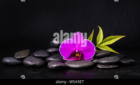 spa.Group of black stones with a purple orchid flower and foliage on a dark background Stock Photo