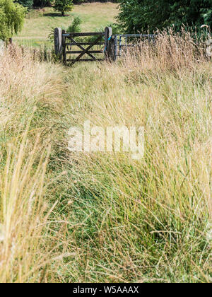 A grassy footpath leading to a wooden gate in summer in the Cotswolds. Stock Photo