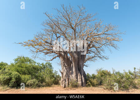 A baobab tree, Adansonia digitata, also called upside-down tree Stock Photo