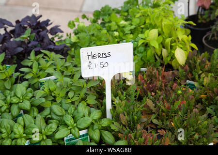 Herbs on market stall at farmers' market, Helensburgh, Argyll, Scotland Stock Photo