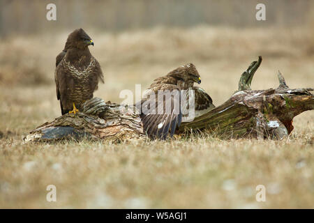 Two Common buzzards (Buteo buteo) are sitting in a meadow in the winter, in January.Poland.Horizontal view. Stock Photo