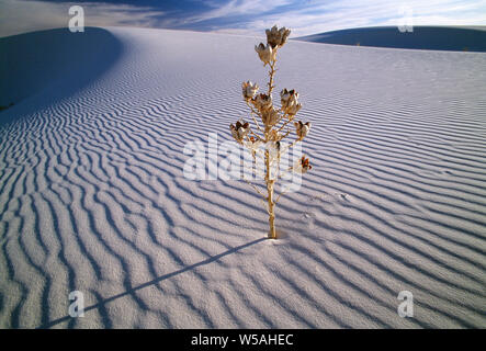 USA. New Mexico. White Sands National Monument. Dry Soaptree yucca plant in desert sand dune. Stock Photo