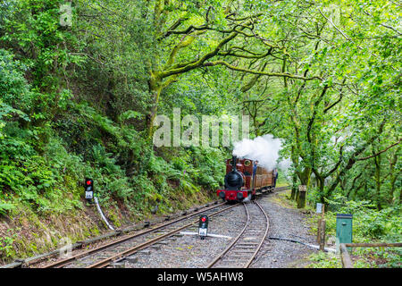 The 1866 0-4-0T steam loco 'Dolgoch'  arriving at Abergynolwyn on the Talyllyn – the world’s first preserved heritage railway, Gwynedd, Wales, UK Stock Photo