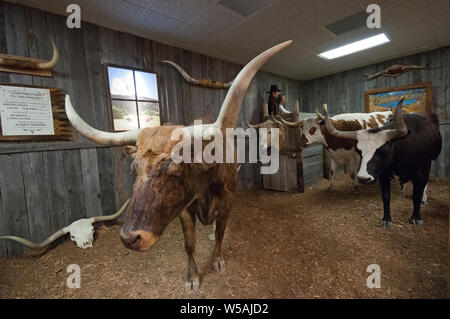 Embalmed longhorn cows at High Plains Western Heritage Center, Spearfish, County Lawrence, South Dakota, USA Stock Photo