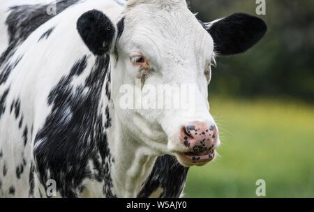 A close up photo of a black and white cow Stock Photo