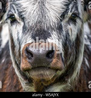 A close up photo of a Longhorn Cow Stock Photo