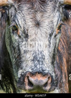 A close up photo of a Longhorn Cow Stock Photo