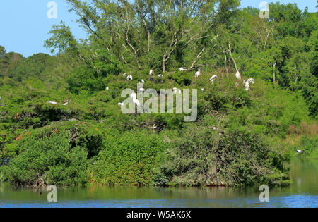 Many storks roosting on and island, in a pond, in the Harris Neck National Wildlife Refuge, Georgia Stock Photo