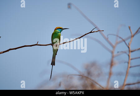 Green bee-eater, Merops orientalis, Daroji Bear Sanctuary, Hampi, Karnataka, India Stock Photo