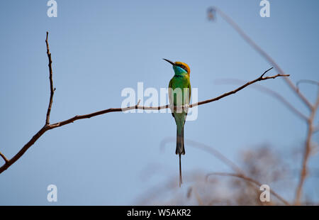 Green bee-eater, Merops orientalis, Daroji Bear Sanctuary, Hampi, Karnataka, India Stock Photo